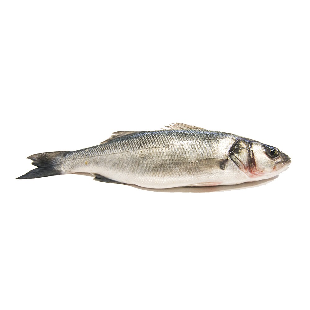 LUBINA 鲈鱼 400/600