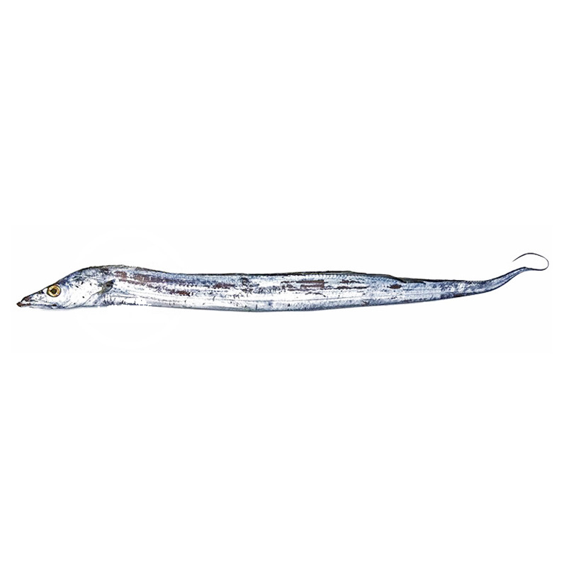 [200632/2P0182] PESCADO SABLE  *DINGLU* 鼎鹿冷冻带鱼 900g/10(150g-200g)