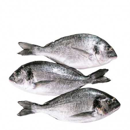 [30010] DORADA 鲷鱼 400/600